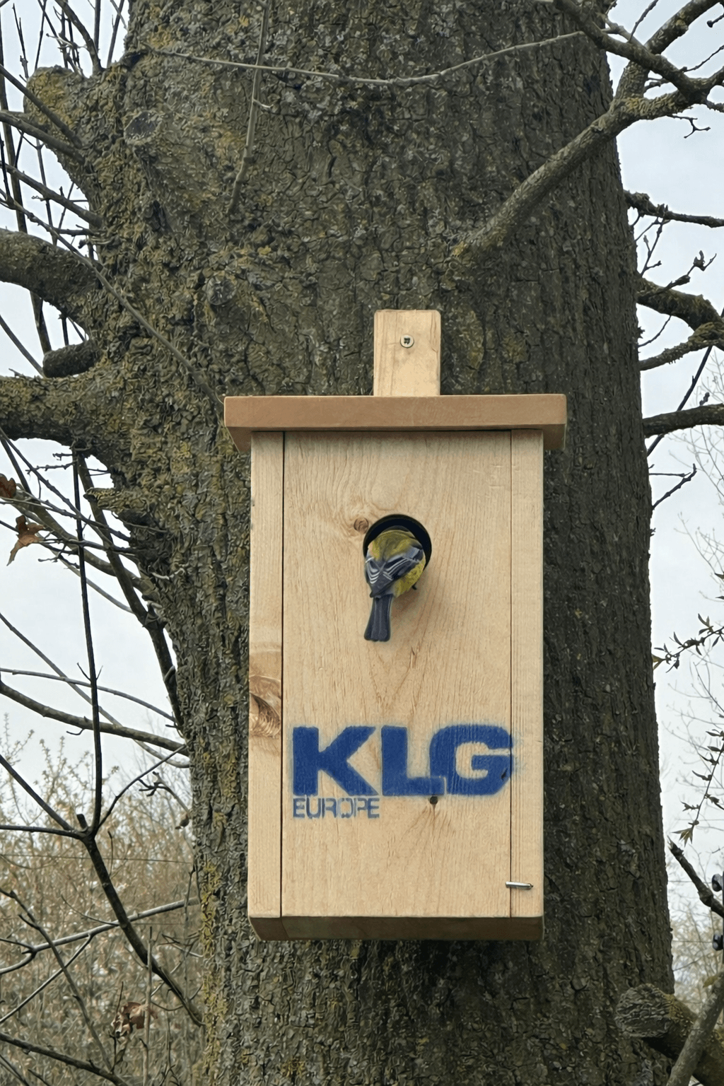 birdhouse-klg